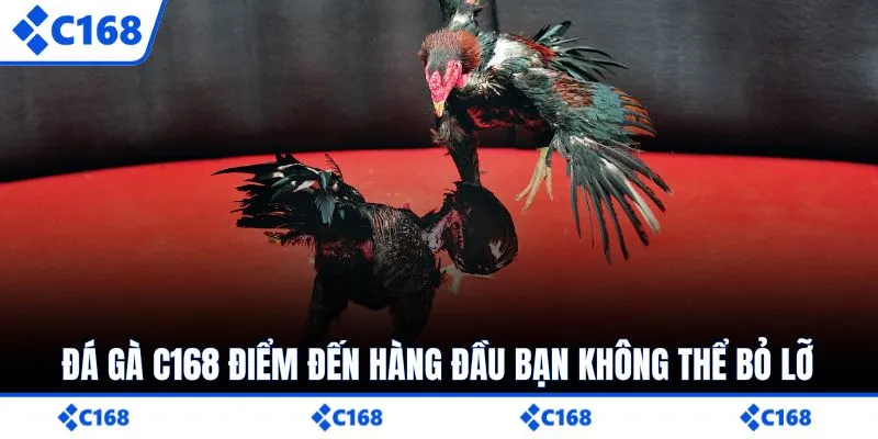 Đá gà C168 điểm đến hàng đầu bạn không thể bỏ lỡ